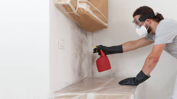 Professional Basement Mold Remediation technician working in McVeytown, PA