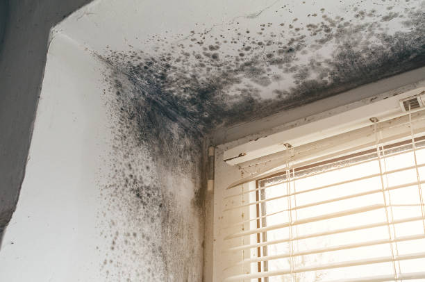 Affordable Basement Mold Remediation solutions in McVeytown, PA