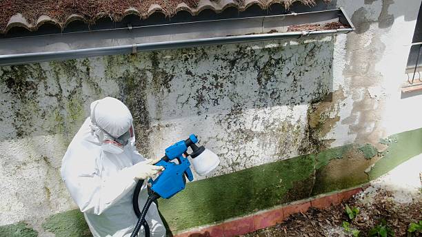 Top rated local Basement Mold Remediation specialists in McVeytown, PA